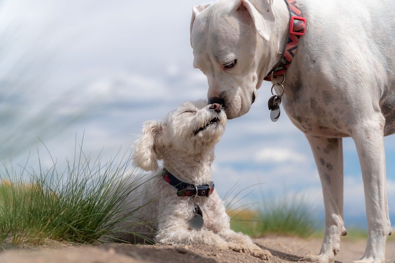 Migliore Collare Cani