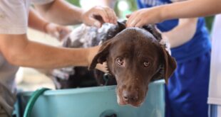 Shampoo Cani Recensioni Opinione Prezzo