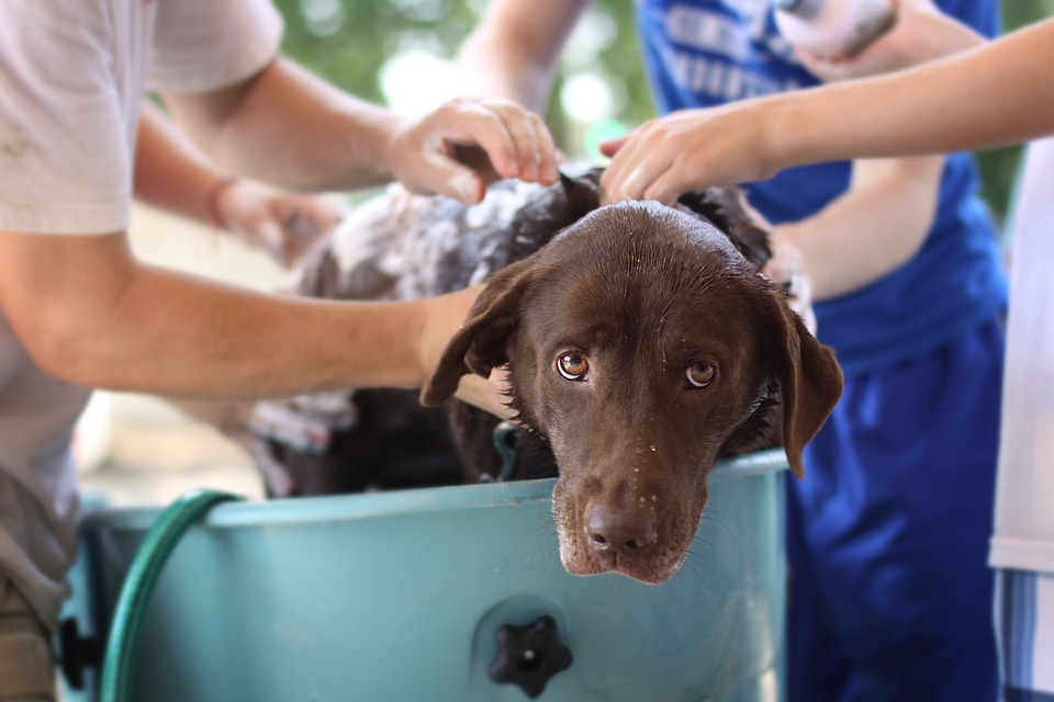 Shampoo Cani Recensioni Opinione Prezzo