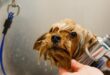 Come Fare Toelettatura Cani Perfetta