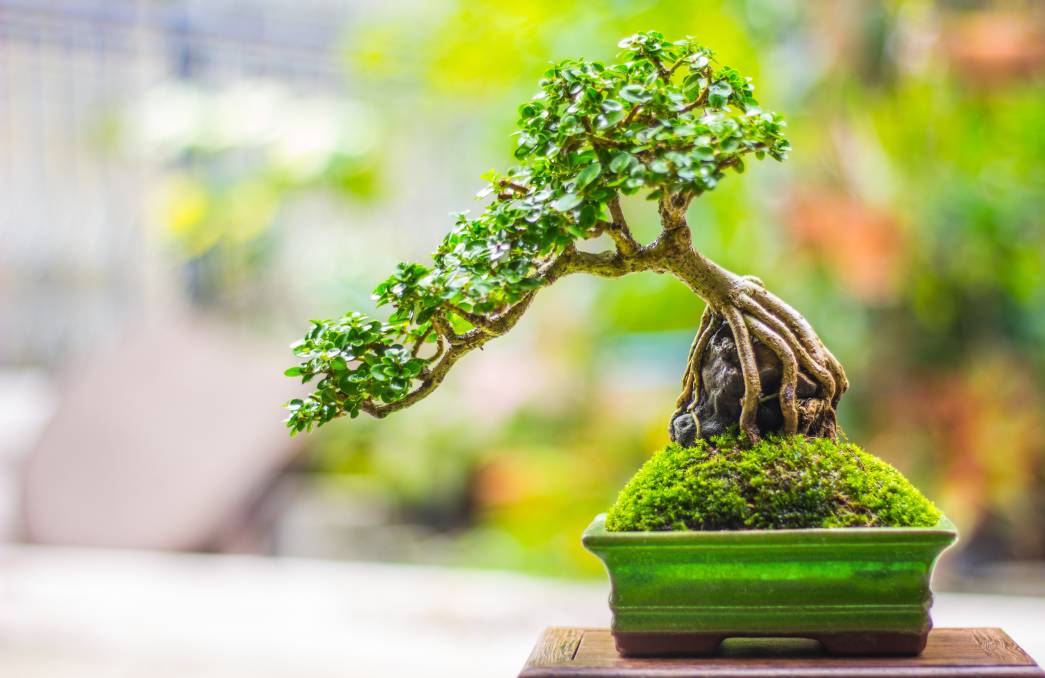 Cosa Significa Bonsai