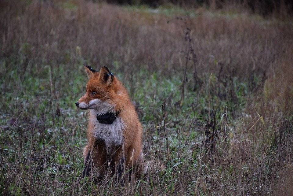 Localizzatori GPS Cani Migliori Quale Scegliere