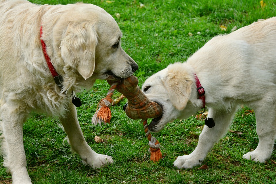 Giochi Cani Migliori Quali Scegliere