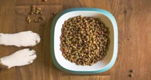 Croccantini Cani Migliori Quale Scegliere