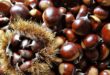 Come Conservare Castagne