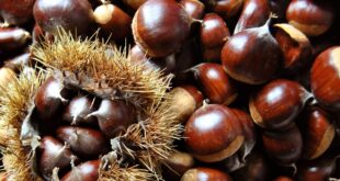Come Conservare Castagne