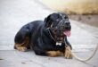 Museruola Cani Recensioni Opinione Prezzo