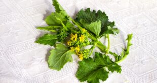 Come Pulire e Cucinare Cime di Rapa Ricetta